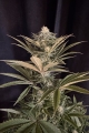 Lemon Mandarin