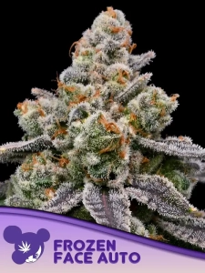 Frozen Face Auto od Anesia Seeds nasiona marihuany