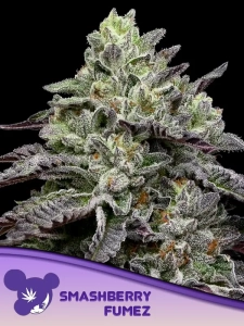 Smashberry Fumez od Anesia Seeds nasiona marihuany