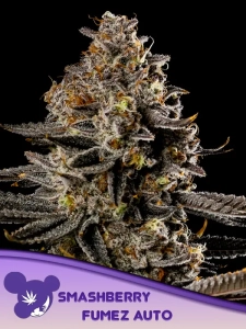 Smashberry Fumez Auto od Anesia Seeds nasiona marihuany
