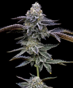 BLUE DREAM od Barney's Farm nasiona marihuany