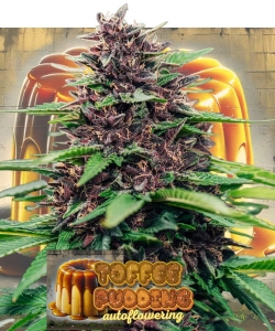 Toffee Pudding Auto od Anesia Seeds nasiona marihuany