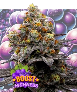 Purple Boost Highness od Anesia Seeds nasiona marihuany