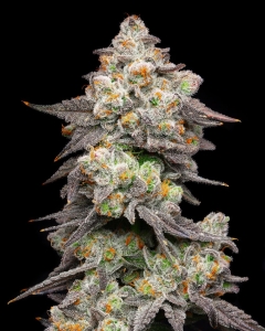 Acai Grapes od Cookies Seeds nasiona marihuany