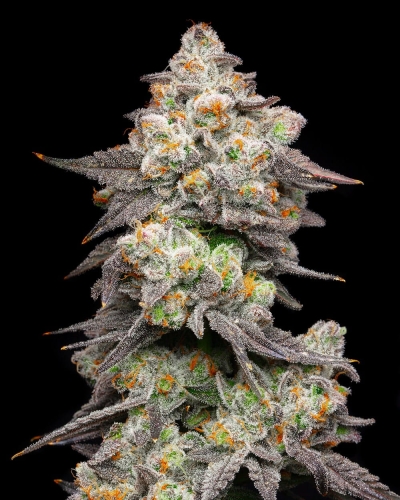 Acai Grapes