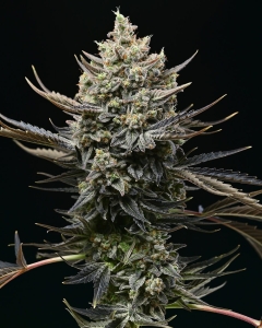Corn Syrup od Cookies Seeds nasiona marihuany