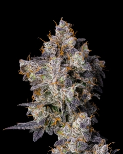 Cherry Zelato od Cookies Seeds nasiona marihuany