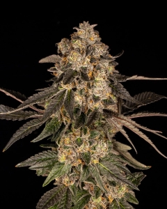 Cherry Fritter od Cookies Seeds nasiona marihuany