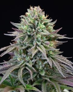 Cherry Cooks od Cookies Seeds nasiona marihuany