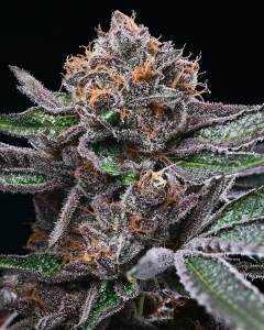 Candy Candy od Cookies Seeds nasiona marihuany