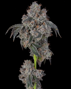 Blueberry Cherries od Cookies Seeds nasiona marihuany