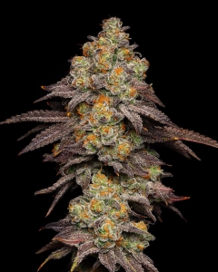 BIG Z od Cookies Seeds nasiona marihuany