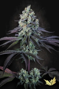 Purple Mints od Paradise Seeds nasiona marihuany