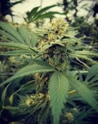 Critical Sour od Female Seeds nasiona marihuany