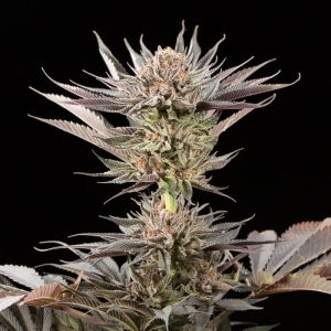 Lemon Tree 2.0 od Silent Seeds nasiona marihuany