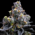 GARLIC COOKIES