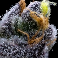 GARLIC COOKIES