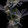 GARLIC COOKIES