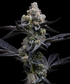 GARLIC COOKIES