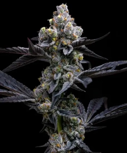 GARLIC COOKIES od Barney's Farm nasiona marihuany