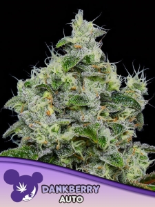 Dankberry Auto  od Anesia Seeds nasiona marihuany