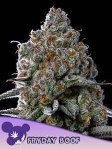 Fryday Boof od Anesia Seeds nasiona marihuany