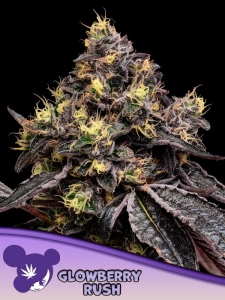 Glowberry Rush od Anesia Seeds nasiona marihuany