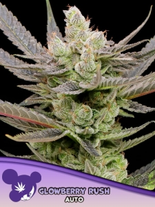 Glowberry Rush Auto od Anesia Seeds nasiona marihuany