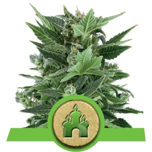 Royal Kush Auto od Royal Queen Seeds nasiona marihuany