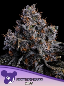 Grape Pop Rocks Auto od Anesia Seeds nasiona marihuany