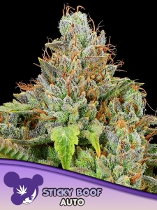 Sticky Boof Auto od Anesia Seeds nasiona marihuany