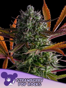 Strawberry Pop Rocks od Anesia Seeds nasiona marihuany