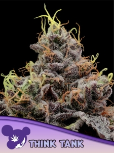 Think Tank  od Anesia Seeds nasiona marihuany