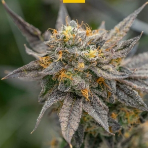 Lemon Cherry od GrowSeed nasiona marihuany