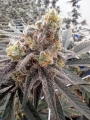 Lemon Cherry