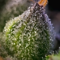 RAINBOW SHERBET