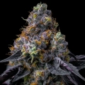 RAINBOW SHERBET