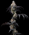 RAINBOW SHERBET