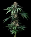 MENDO BREATH