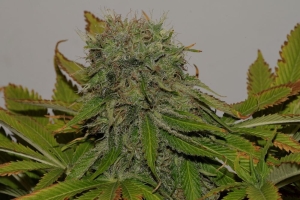 Mama Mia od Seedsman nasiona marihuany