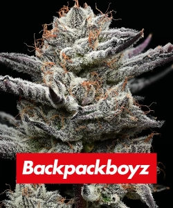 BLACK CHERRY GUSHERS od Barney's Farm nasiona marihuany