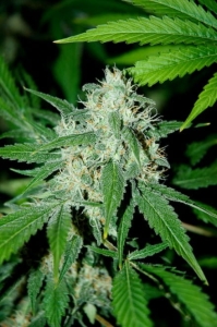 Haze Mist od Advanced Seeds nasiona marihuany
