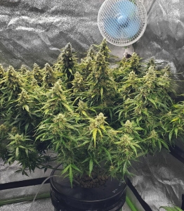 Critical + 2.0 AUTO od GrowSeed nasiona marihuany