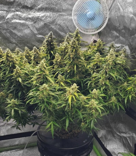 Critical + 2.0 AUTO