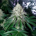 Gorilla Frost