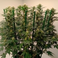 Gorilla Frost