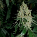 Gorilla Frost