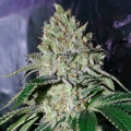 Gorilla Frost