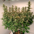 Gorilla Frost