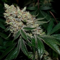Gorilla Frost